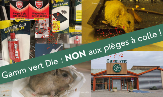 Pièges à colle à Gamm vert Die : non merci !