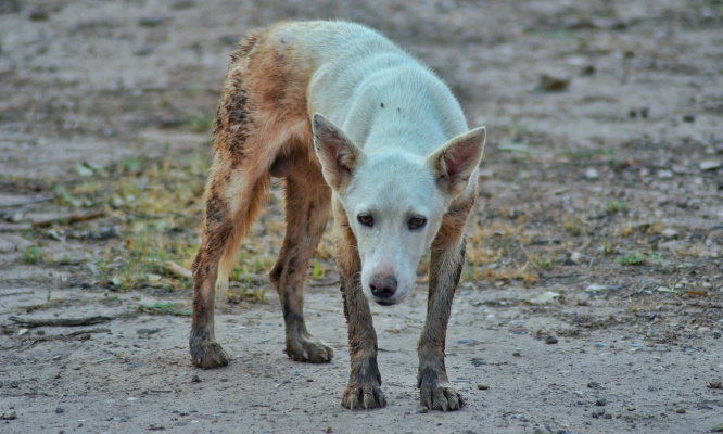 Pour que Tf1 dénonce l'enfer pour les chiens et des chats sur l'île de la réunion !