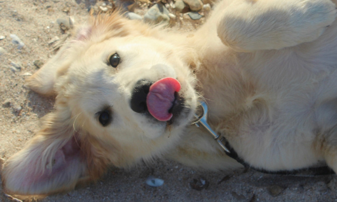 Pour des voyages en train adaptés aux chiens et à leurs maîtres !