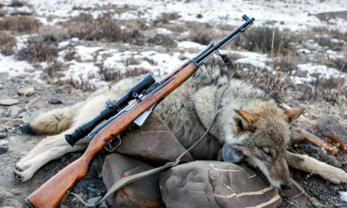 Demandons la révision du nouveau plan loup qui autorise l’abattage de 209 loups !