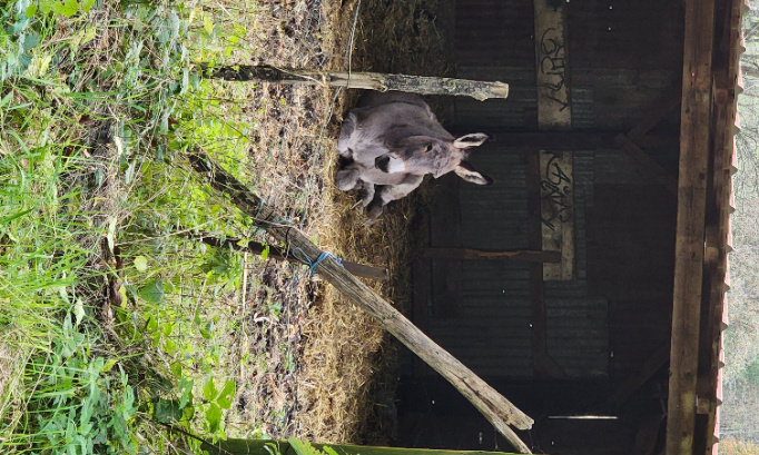 Pour les retrait des animaux à l'abandon dans les collines de Rixheim