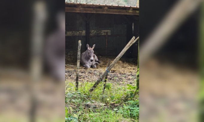 Pour les retrait des animaux à l'abandon dans les collines de Rixheim