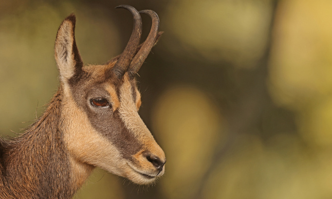 Contre l'abattage de 500 chamois dans le Doubs !