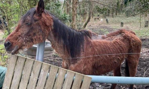 Ensemble, arrêtons la maltraitance animale en Loire-Atlantique. Leurs voix, c'est nous.