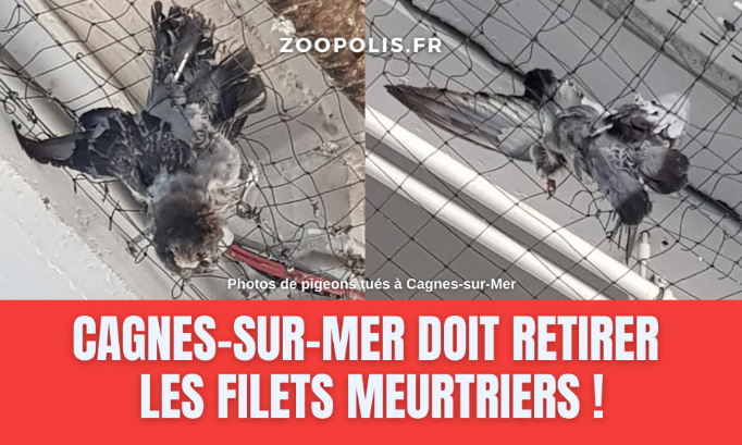 La Ville de Cagnes-sur-Mer doit retirer les filets qui tuent les pigeons !