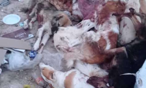 Algérie : Le gouverneur qui a ordonné le massacre monstrueux des animaux errants doit être lourdement sanctionné !!