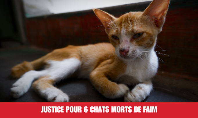 Justice pour 6 chats retrouvés morts de faim