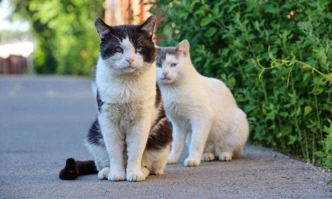 Pour que les chats de Center Parcs du lac d’Ailette vivent dans de meilleures conditions