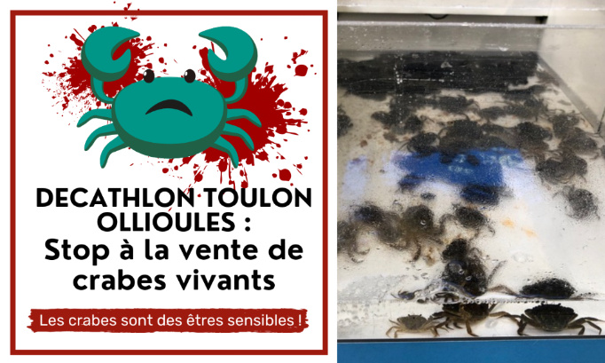 Decathlon Toulon Ollioules : stop à la vente de crabes vivants