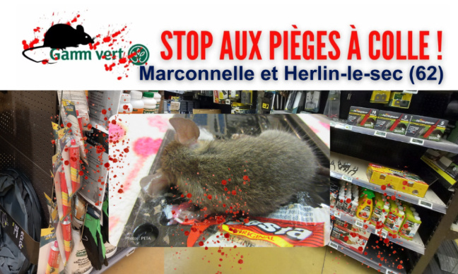 Stop aux pièges à colle chez Gamm vert Marconnelle et Herlin-le-sec !