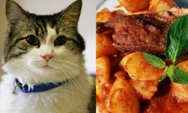 Arrêtons le Curruñao : festival péruvien controversé où de la viande de chat est mangée