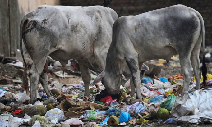 Non aux sachets plastiques, Non à son entrée dans le territoire