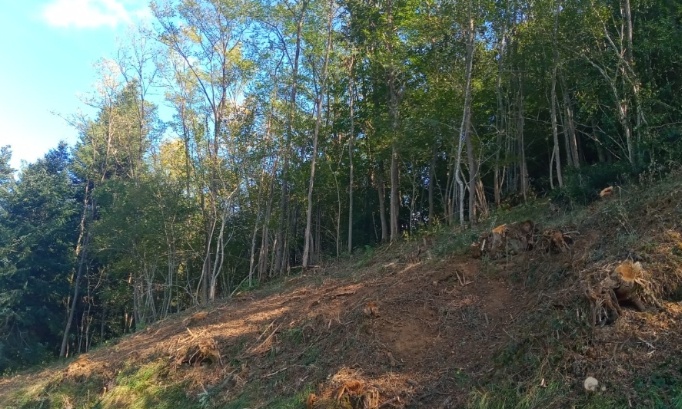 Stop aux abattages d'arbres sur les chantiers de sécurisation Fibre optique !