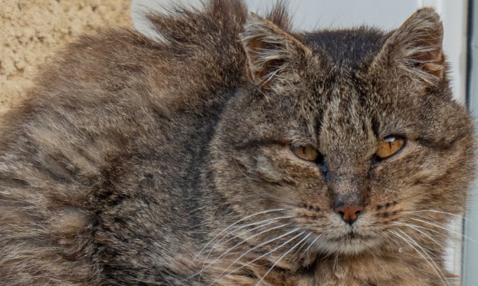 À Tobias - Bourg-en-Bresse/GBA : chats errants, une gestion synonyme de cruauté passive