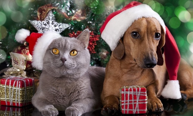 Stop aux animaux cadeaux de Noël