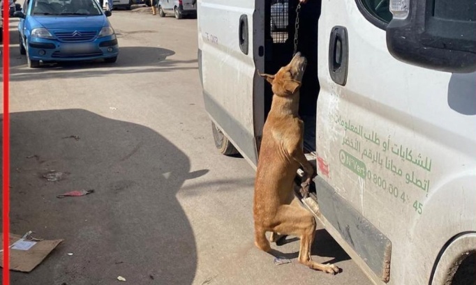 Le scandale des fourrières abattoirs et la misère insoutenable des animaux errants-Maroc