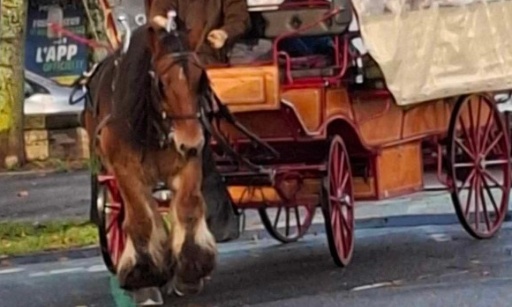 Mettre un terme à l'exploitation des chevaux tirant des calèches