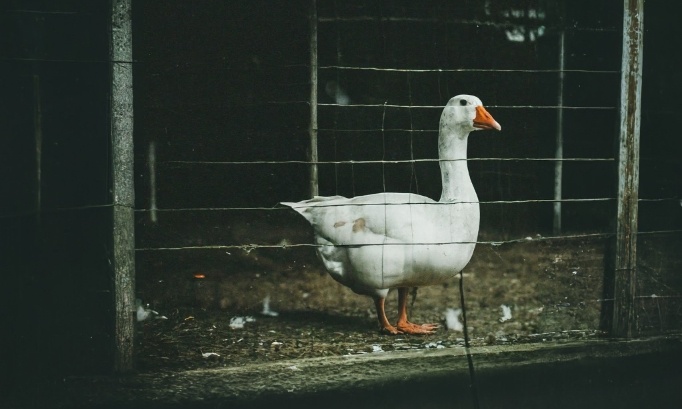 Pour l'arrêt du foie gras dans les réceptions et événements municipaux en France !