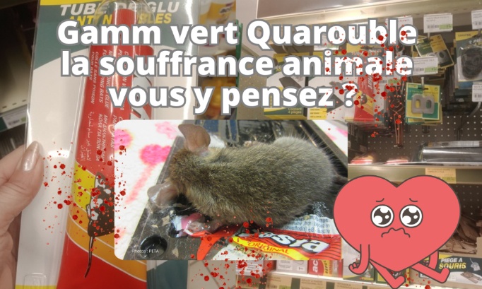 Gamm vert, renoncez aux pièges à colle s’il vous plaît les animaux comptent !