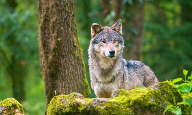 Régression historique : Non à la réduction de la protection des loups !