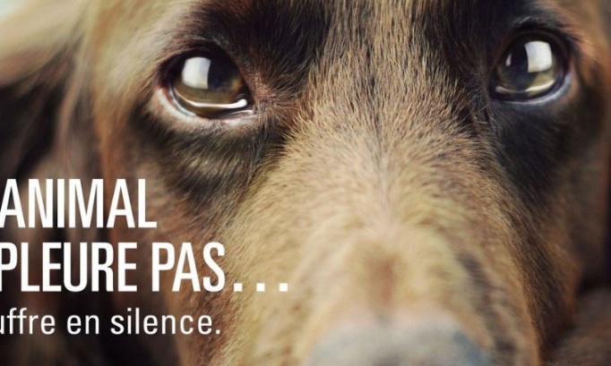 Arrêtons les tests horribles sur nos compagnons les animaux