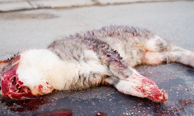 Pour l'installation de panneaux 'attention aux animaux' en agglomération !