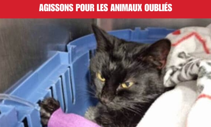 Une seconde vie pour chance : agissons pour les animaux oubliés !