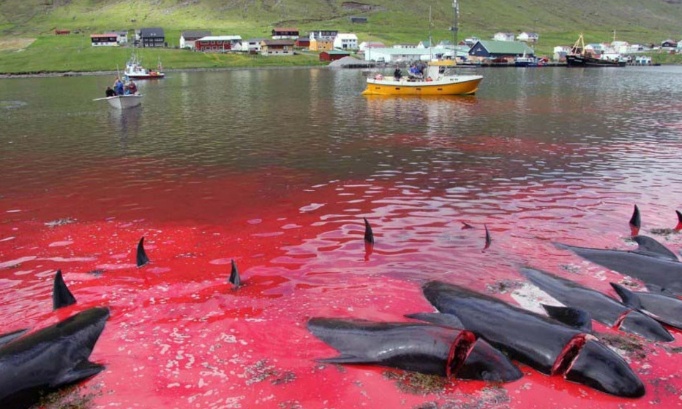 Arrêtez le massacre ignoble des dauphins aux îles Feroe !