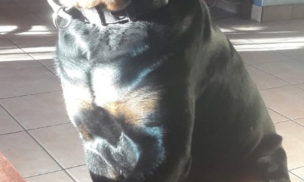 Arrêter la catégorisation injuste des rottweiler