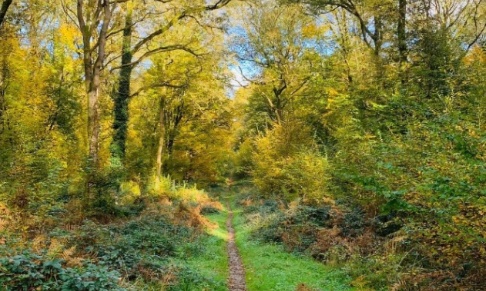 Pas 1 M3 de bois de la forêt de Mormal pour l'usine à pellets de Anor