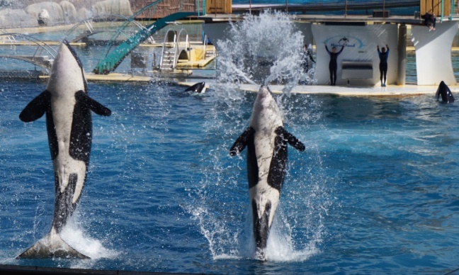 Non à la validation du gouvernement transferts au coins du monde pour leurs bien être des animaux ils faut absolument qu'ils restent au Marineland d'Antibes pour préserver l'espèce de la biodiversité