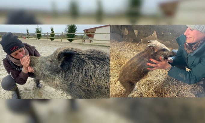 URGENT : Sauvons Rillette avant qu’il ne soit trop tard !