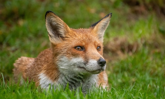 Pour l'interdiction de la chasse dans mon hameau !