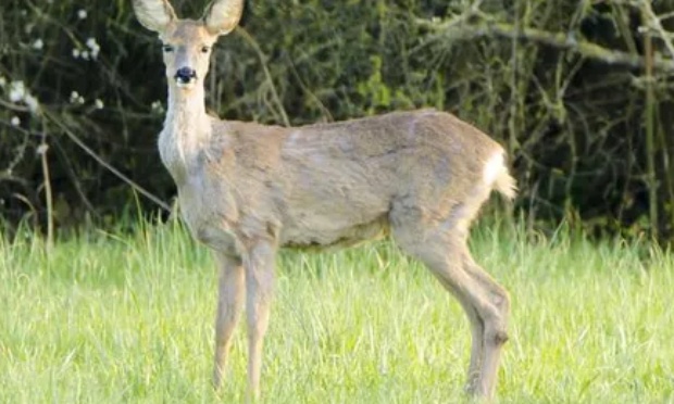 Pour une réforme radicale de la chasse !