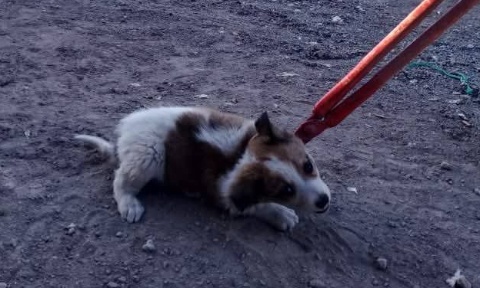 Urgence pour les chiens et chiots errants innocents en danger mortel au Maroc Sidi Bou Othmane !