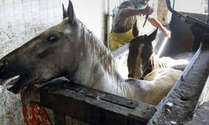 Pour que les chevaux ne finissent plus à l'abattoir !