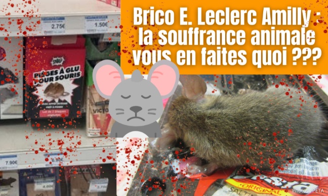 Stop aux pièges à colle chez Leclerc Amilly !