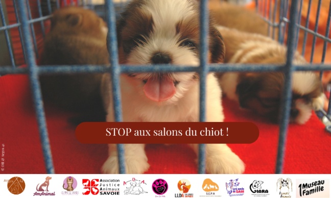 Mettons fin aux dérives des salons du chiot en France !