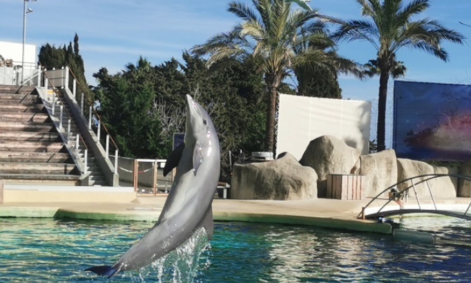 Pétition très urgente pour que le Marineland d'Antibes réouvre au mois de février 2025 avec tous les animaux dauphins, otaries, orques et autres cétacés du Marineland d'Antibes