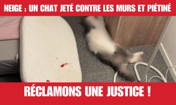 Jeté contre les murs et piétiné : réclamons justice pour Neige !