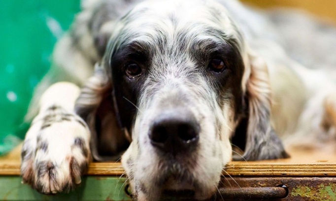 Justice exemplaire pour le setter Anglais poignardé dans une baignoire à Montauban