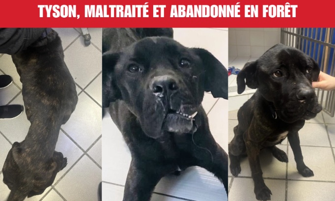 Justice pour Tyson, maltraité et abandonné en forêt