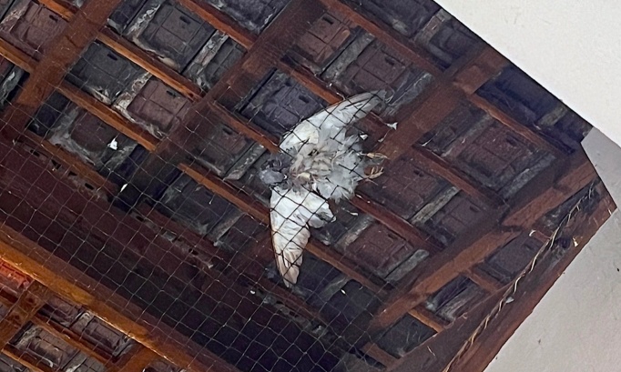 Pour le retrait des filets anti-pigeons installés sous le préau d'une école à Petit-Quevilly (76) !