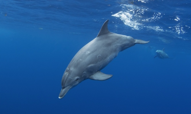 Pour la protection des dauphins dans le Golfe de Gascogne !