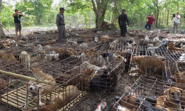 Contre les abattoirs clandestins de chiens au Cambodge