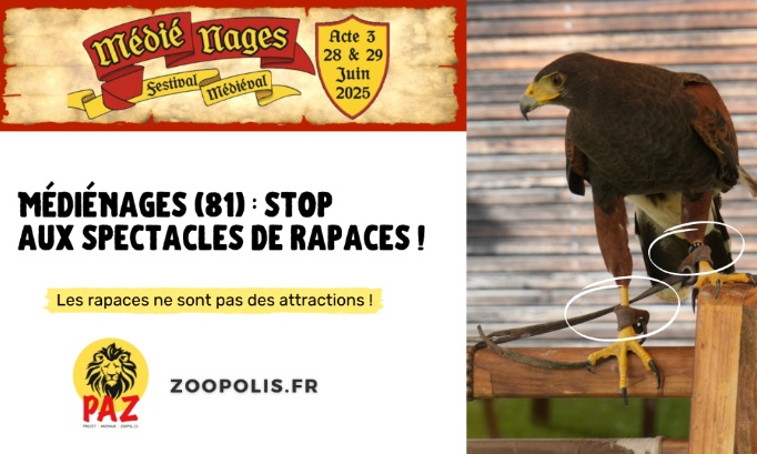 Nages (81) : stop aux spectacles de rapaces !