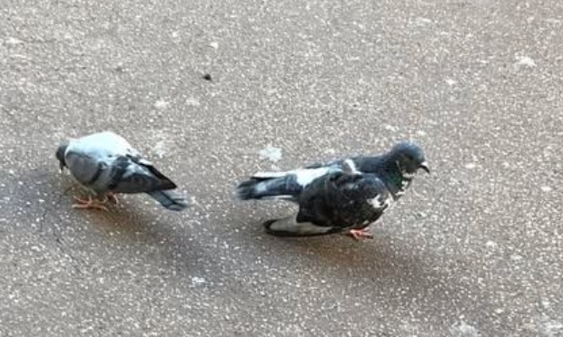 Pour une gestion de manière éthique et durable des effectifs de pigeons à Arcachon et dans les communes du Bassin