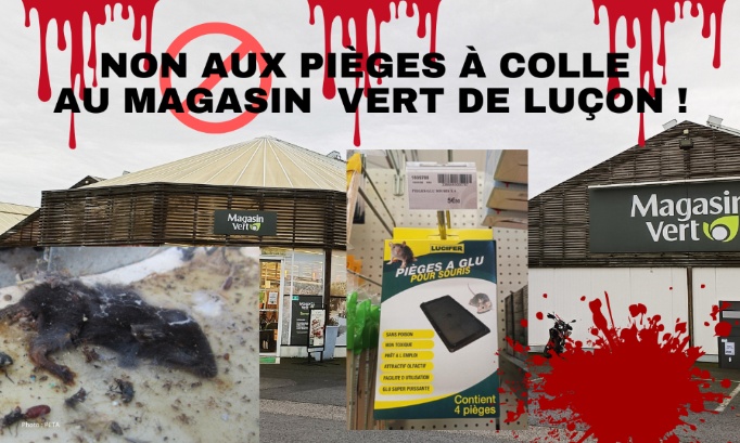 Magasin Vert de Luçon : pour le retrait immédiat des pièges à colle pour les rongeurs