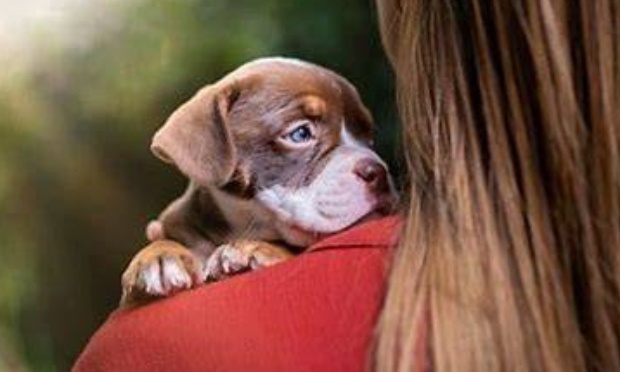 Pour une formation obligatoire pour adopter un animal
