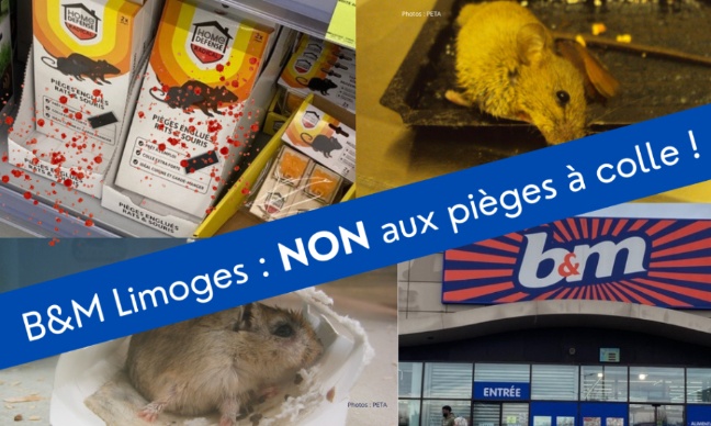B&amp;M Limoges : les pièges à colle sont horribles, il faut en finir !